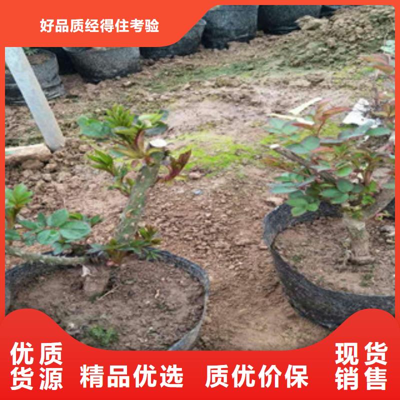 花海景觀花海景觀工程以質(zhì)量求生存
