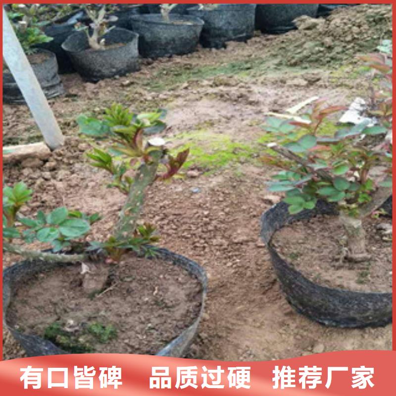 花海景觀_宿根花卉基地制造廠家