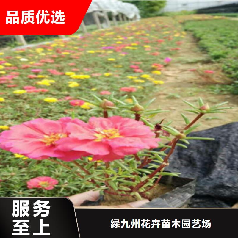 花海景觀宿根花卉基地廠家實力大