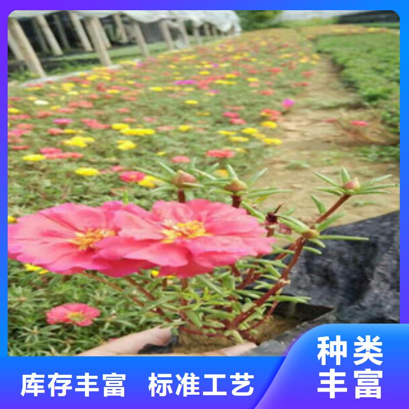 花海景观宿根花卉基地厂家技术完善