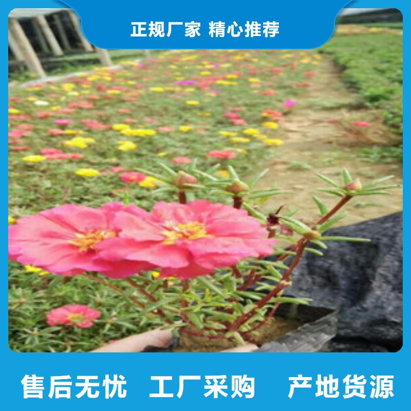 花海景观花海景观工程采购无忧