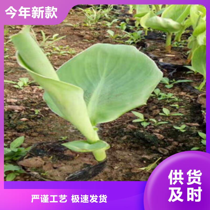 花海景觀-時令花卉/綠化草花價格廠家實力雄厚