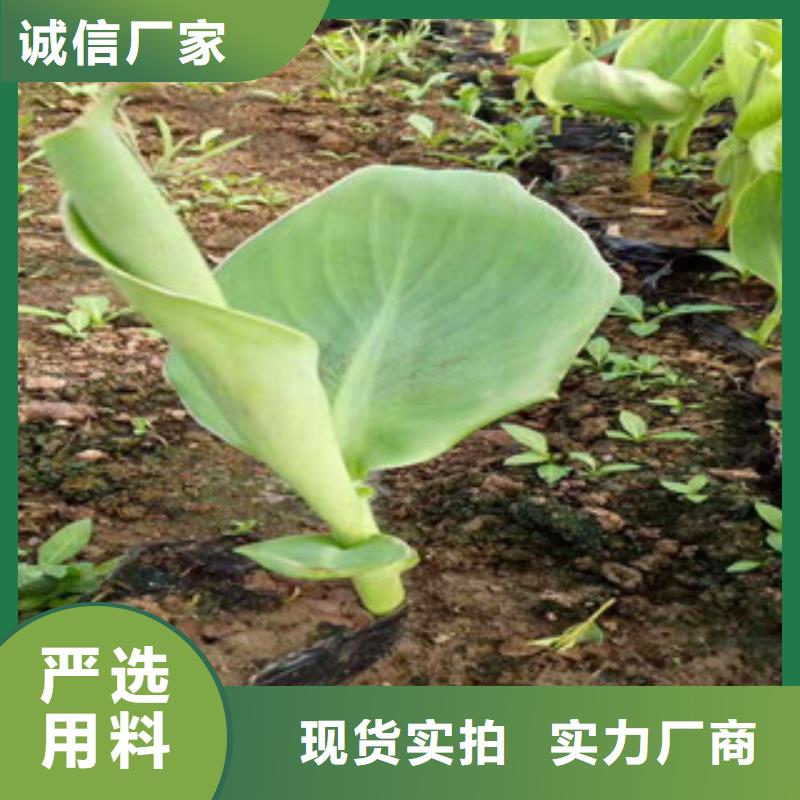 花海景观五一国庆草花批发让利客户