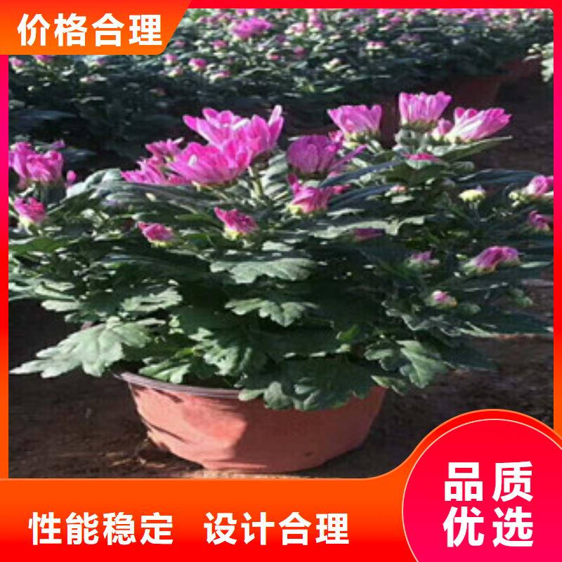 花海景观_宿根花卉基地质量检测