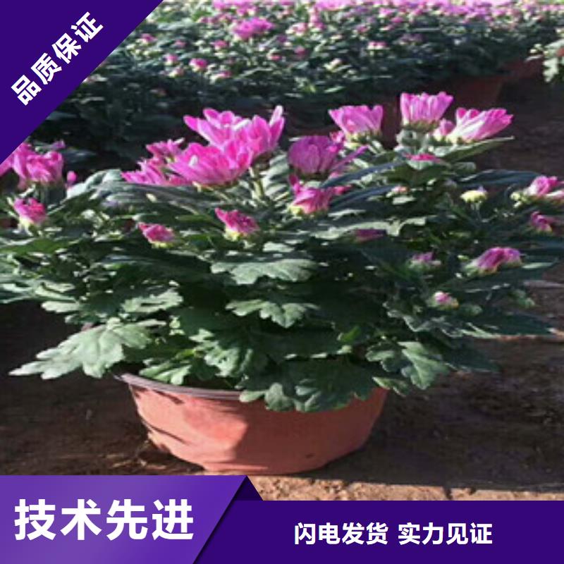 花海景观时令花卉/绿化草花价格资质认证