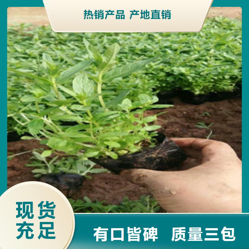 花海景觀_宿根花卉基地制造廠家