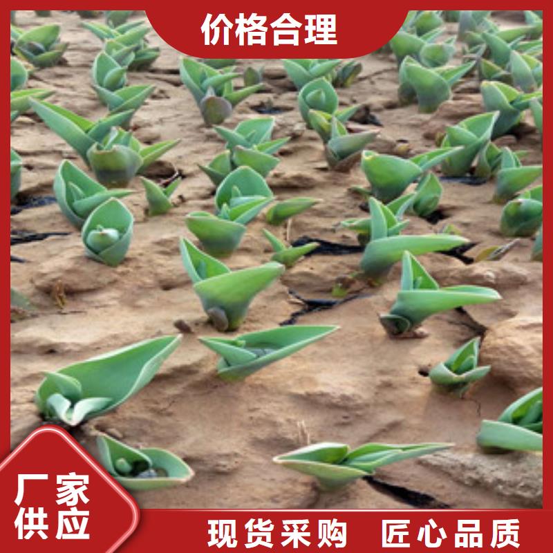 花海景觀魯冰花/粉黛亂子草供應(yīng)采購(gòu)