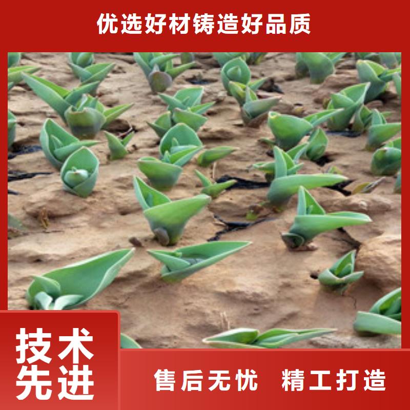 花海景觀,宿根花卉基地精選好貨