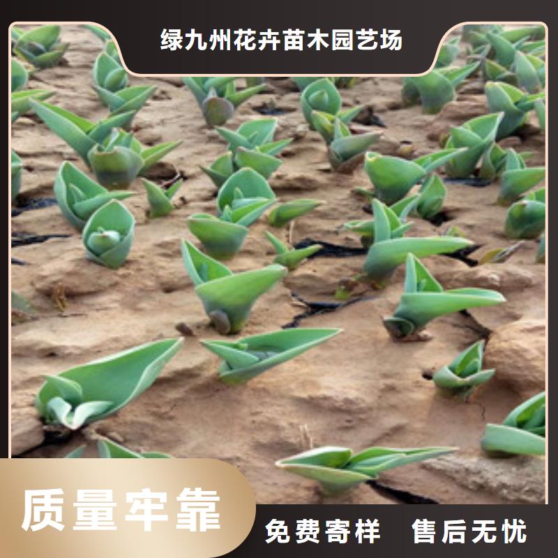 花海景觀宿根花卉基地廠家實力大