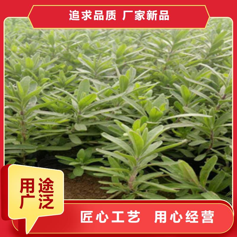 花海景觀宿根花卉基地廠家實力大