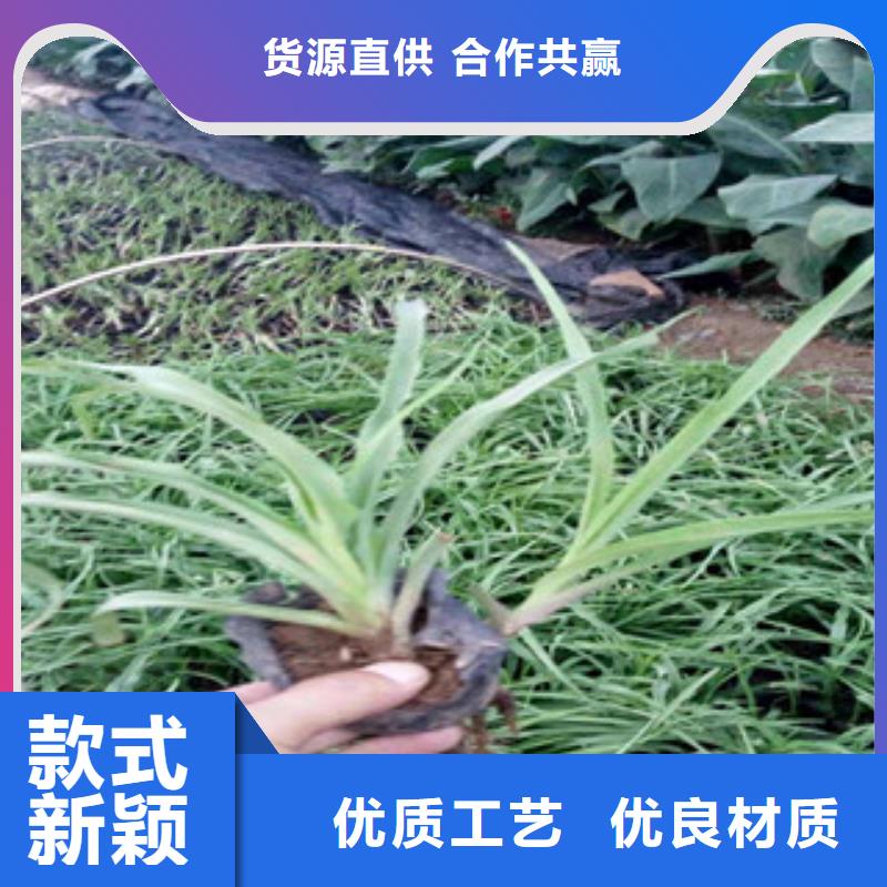 花海景观柳叶马鞭草/薰衣草高标准高品质