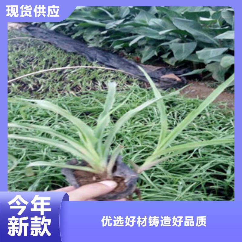 花海景觀花海景觀工程采購無憂