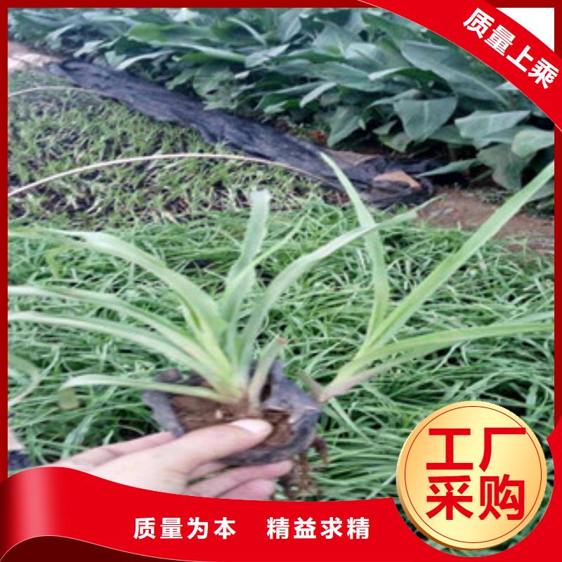 花海景觀,花海景觀工程專業(yè)生產(chǎn)廠家