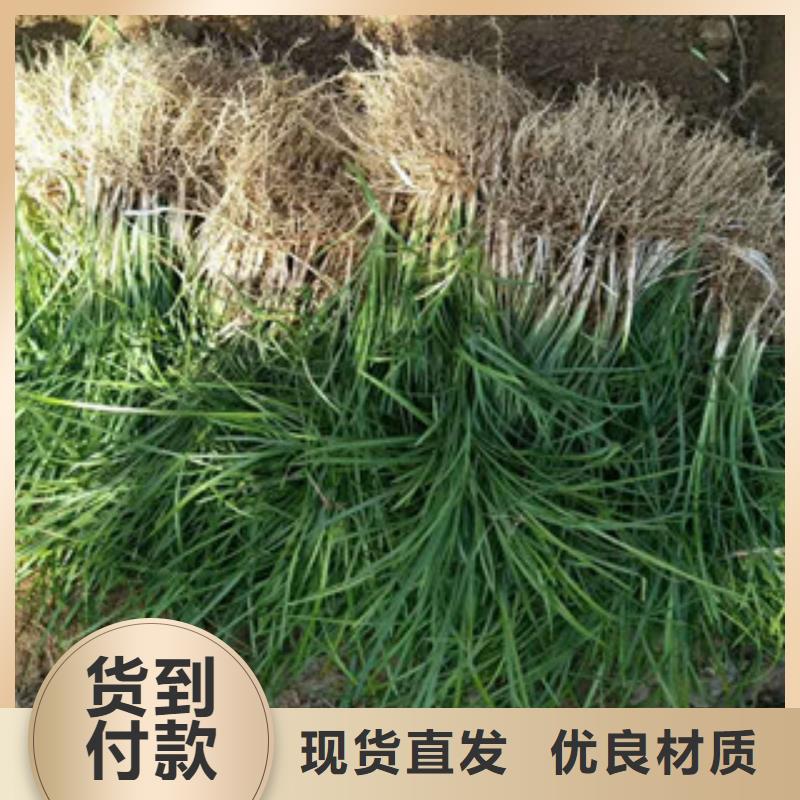 花海景观柳叶马鞭草/薰衣草高标准高品质