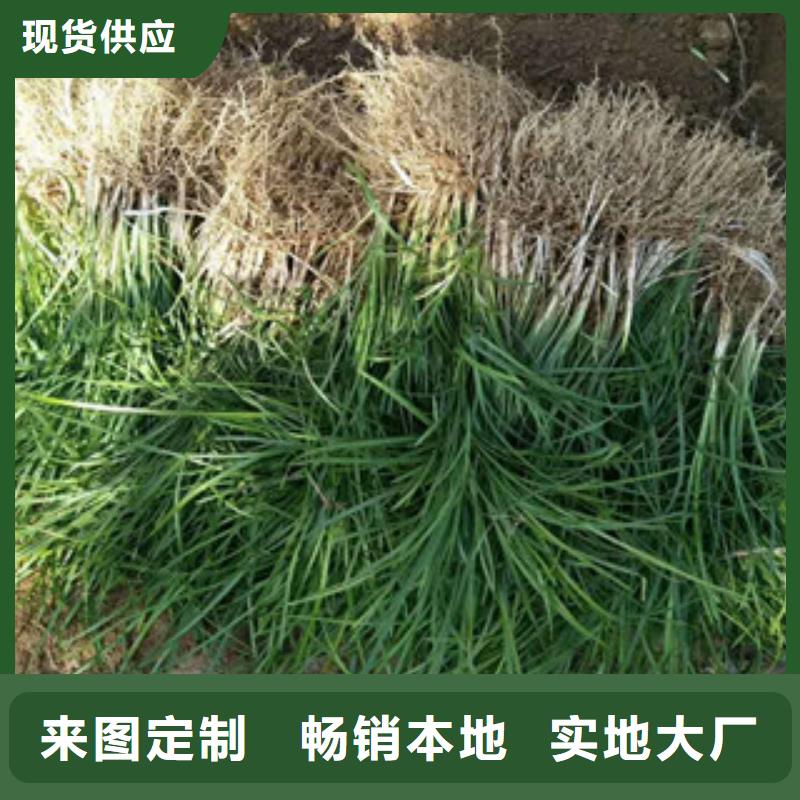 花海景观花海景观工程品质有保障