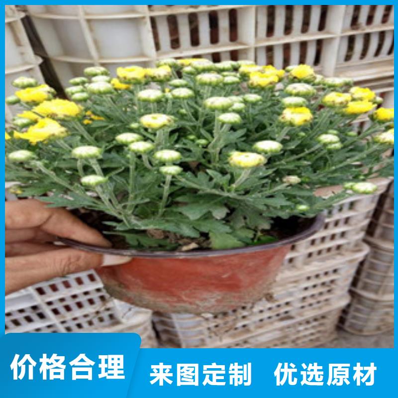 花海景觀柳葉馬鞭草/薰衣草誠信商家服務(wù)熱情