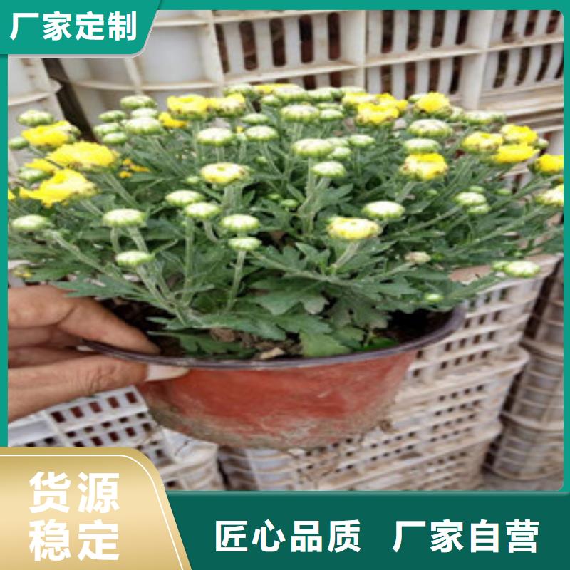 花海景觀五一國慶草花批發(fā)專業(yè)生產(chǎn)設(shè)備