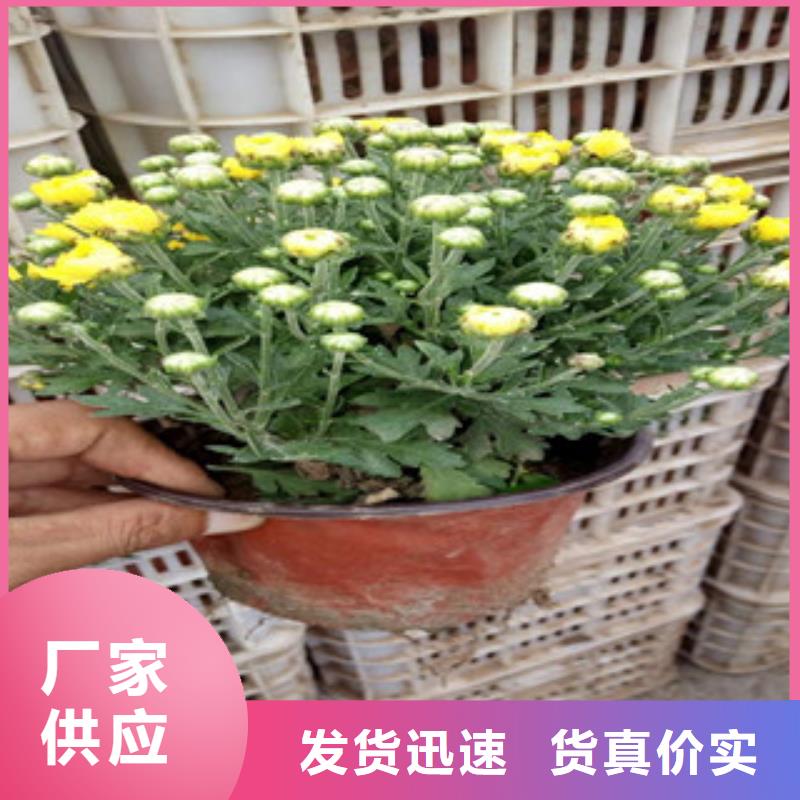 花海景觀魯冰花/粉黛亂子草設(shè)計(jì)制造銷售服務(wù)一體