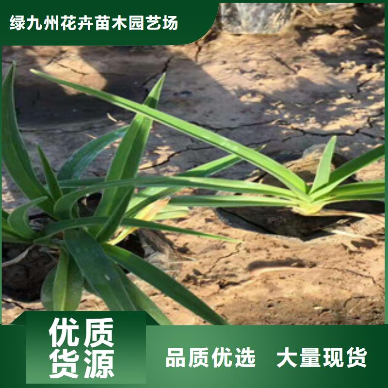 花海景觀,花海景觀工程老客戶鐘愛
