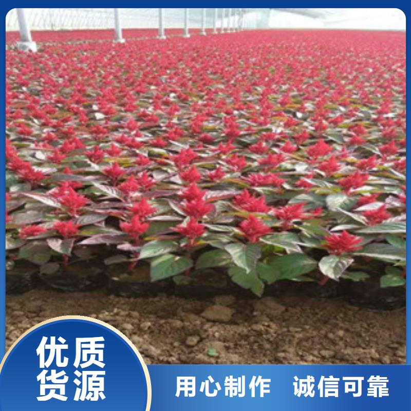 花海景觀_宿根花卉基地制造廠家
