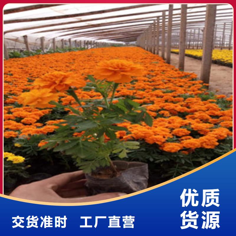 花海景觀_宿根花卉基地制造廠家