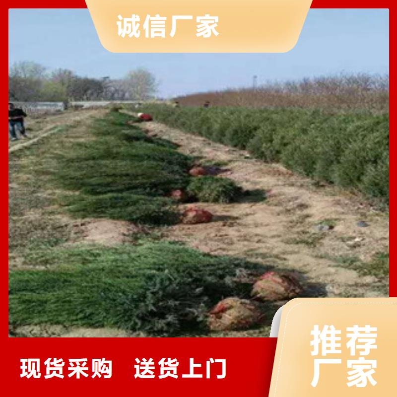 花海景觀,五一國慶草花批發(fā)產(chǎn)地直銷