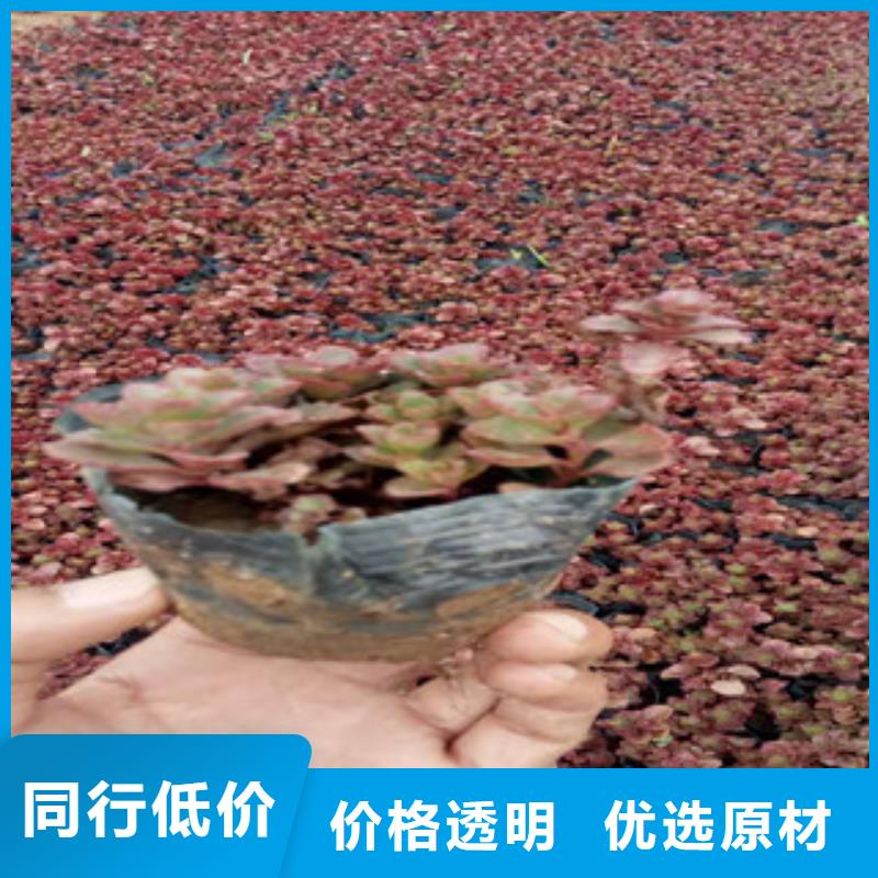 花海景观柳叶马鞭草/薰衣草好产品价格低