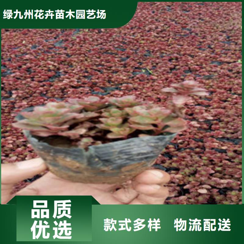 花海景觀柳葉馬鞭草/薰衣草多年行業(yè)積累