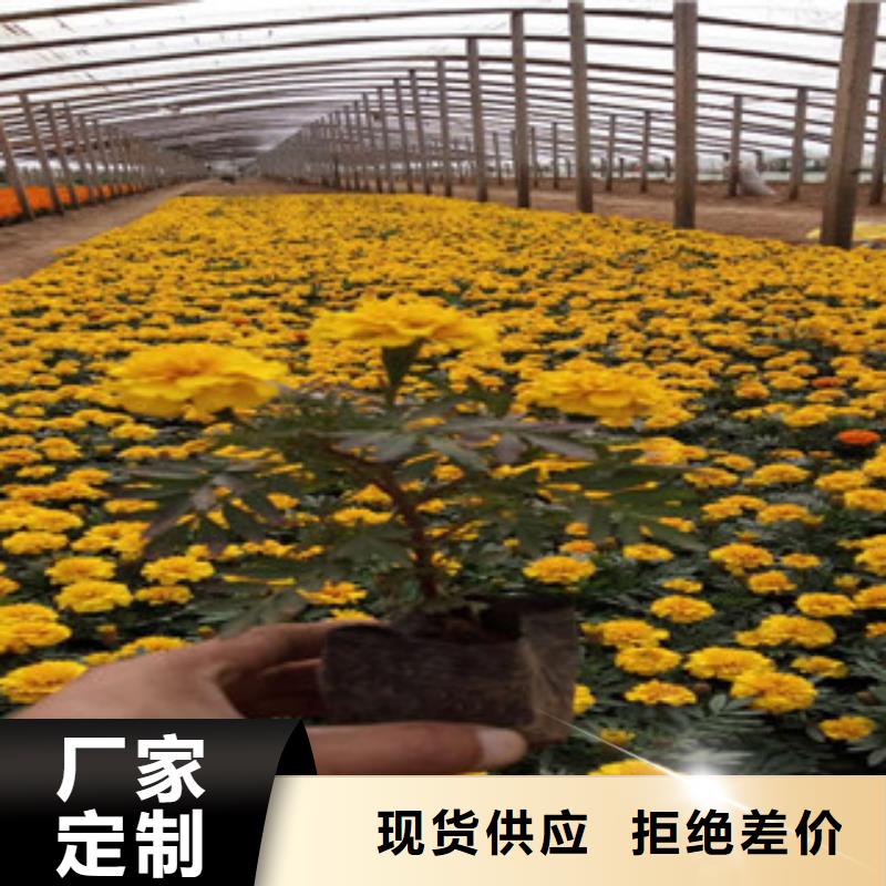 花海景观,宿根花卉基地精选好货