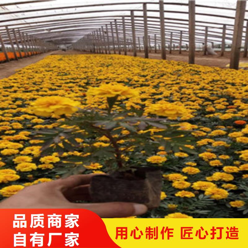 花海景觀魯冰花/粉黛亂子草設(shè)計(jì)制造銷售服務(wù)一體