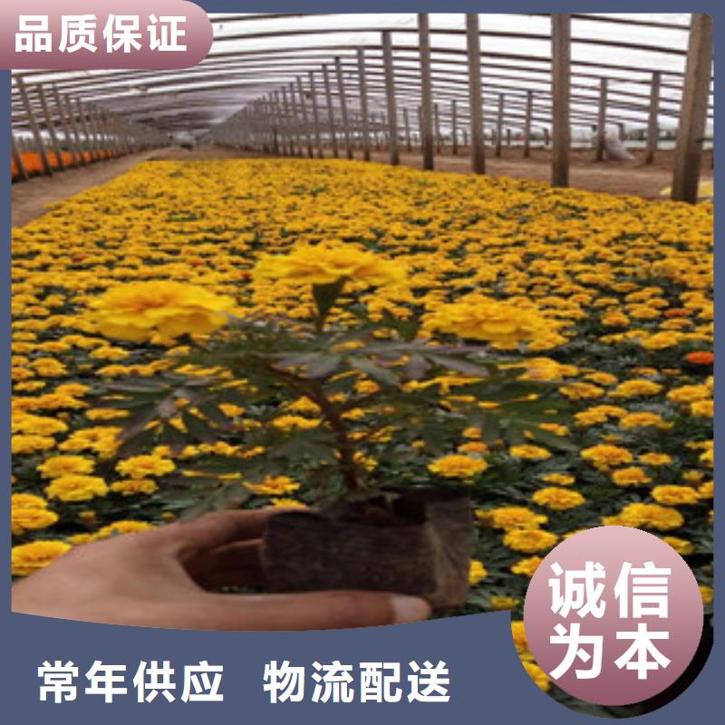 花海景觀,花海景觀工程專業(yè)生產(chǎn)廠家