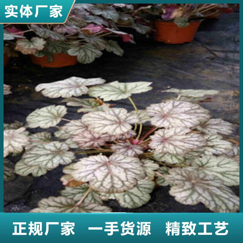 花海景观五一国庆草花批发让利客户