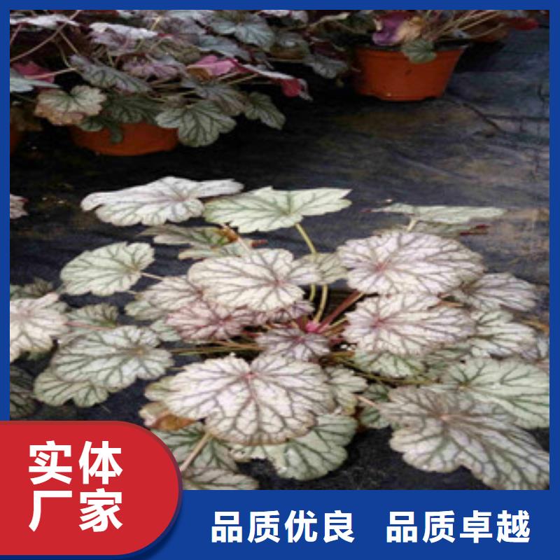 花海景觀,五一國慶草花批發(fā)產(chǎn)地直銷
