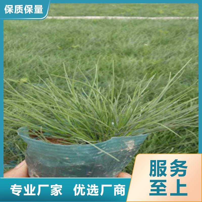 花海景觀花海景觀工程以質(zhì)量求生存