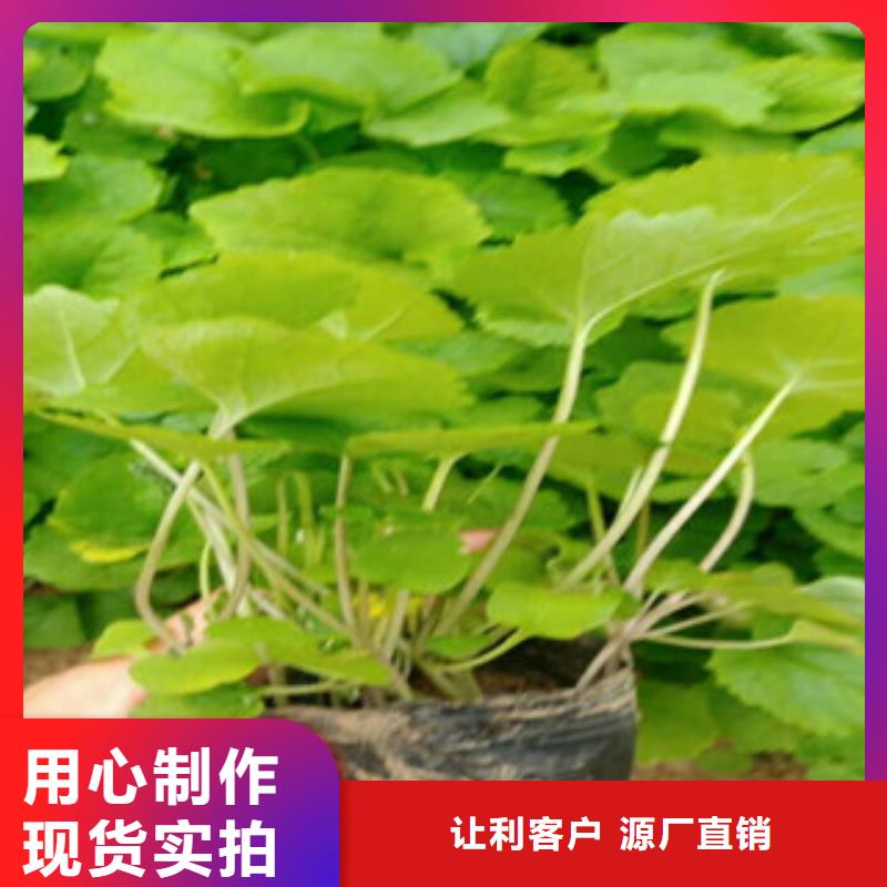 花海景观五一国庆草花批发专业生产设备