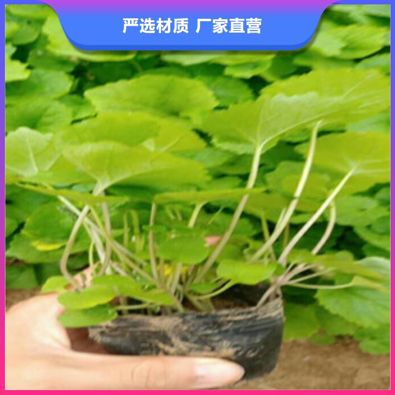 花海景觀宿根花卉基地廠家實力大