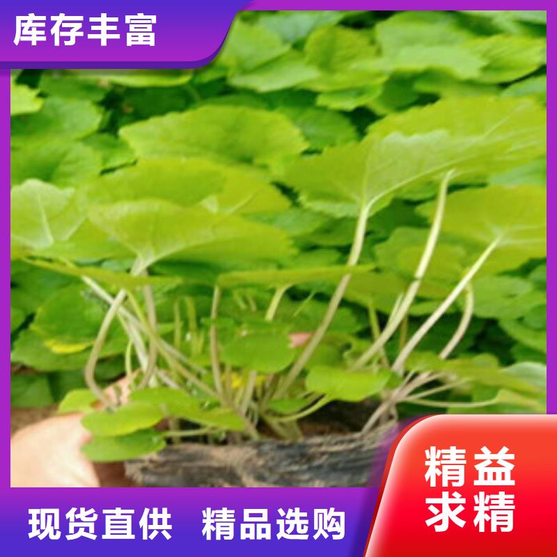 花海景观柳叶马鞭草/薰衣草高标准高品质
