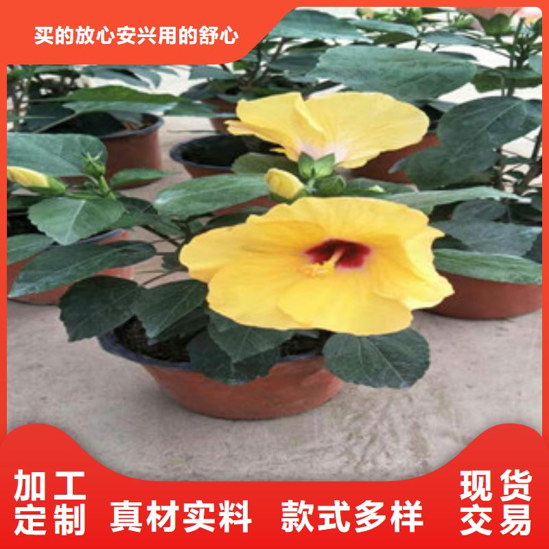 花海景观花海景观工程品质有保障