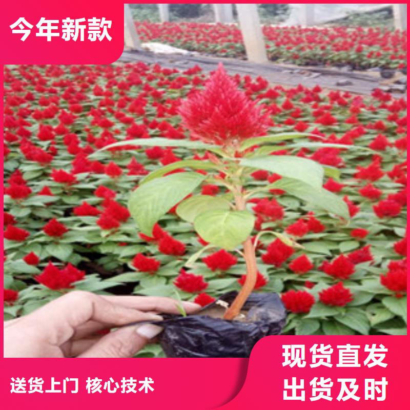 花海景观柳叶马鞭草/薰衣草高标准高品质