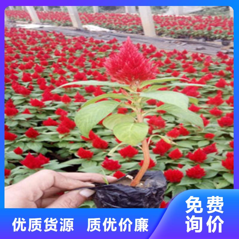 花海景觀花海景觀工程產(chǎn)品性能