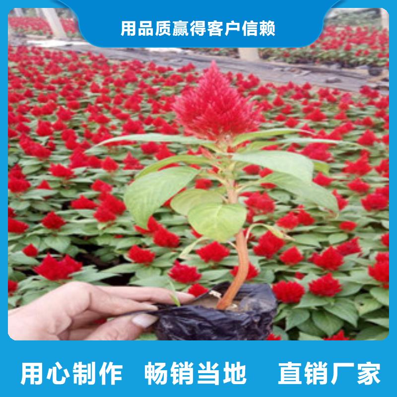 花海景觀水生植物/荷花睡蓮對質(zhì)量負(fù)責(zé)