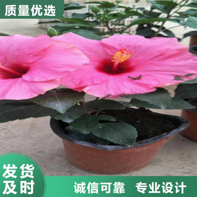 花海景觀魯冰花/粉黛亂子草設(shè)計(jì)制造銷售服務(wù)一體