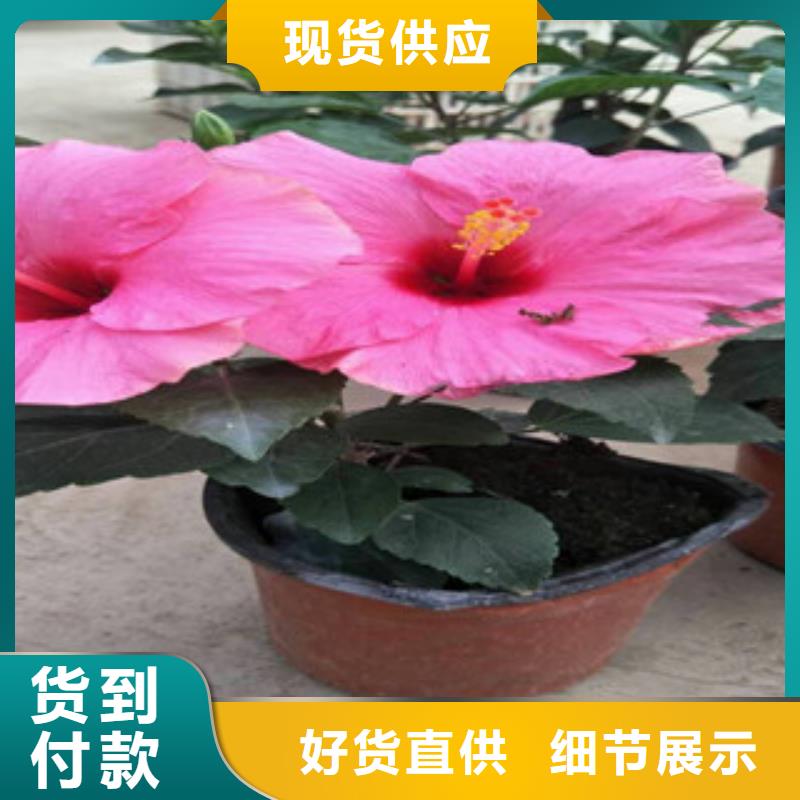 花海景观五一国庆草花批发让利客户