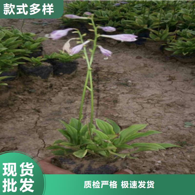 花海景觀宿根花卉基地廠家實力大