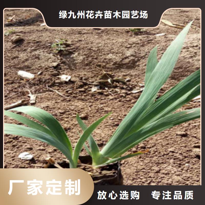花海景观宿根花卉基地厂家技术完善