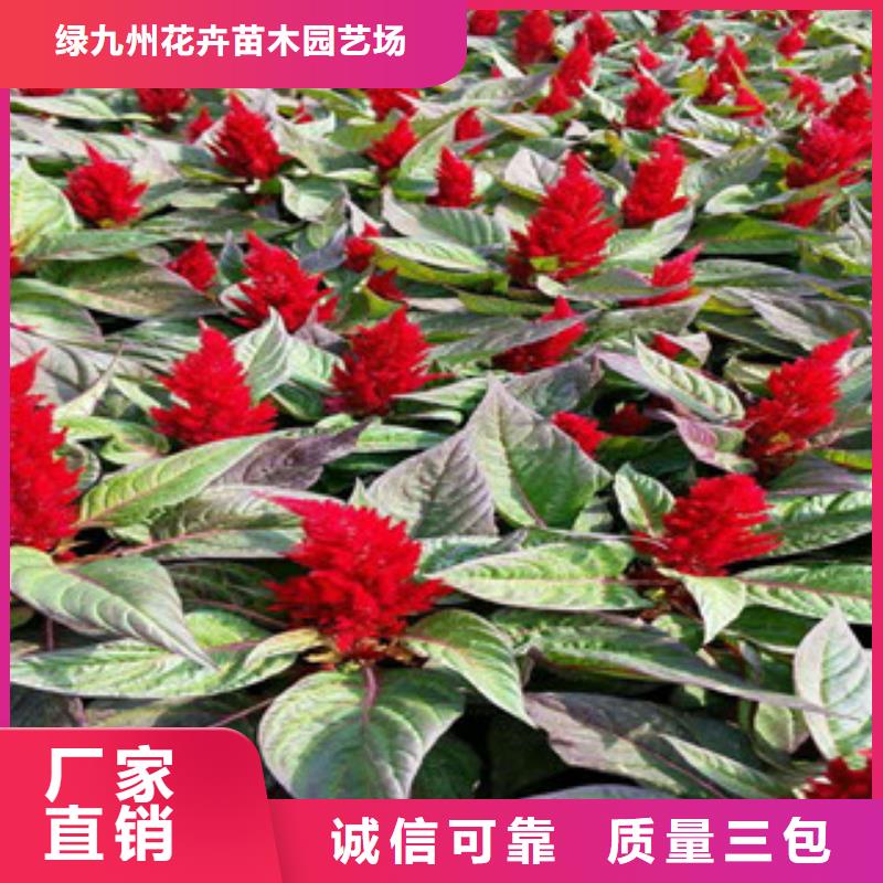 花海景觀_宿根花卉基地制造廠家