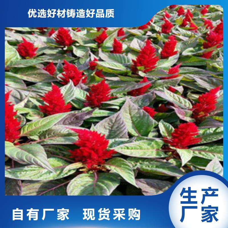 花海景觀水生植物/荷花睡蓮對質(zhì)量負(fù)責(zé)