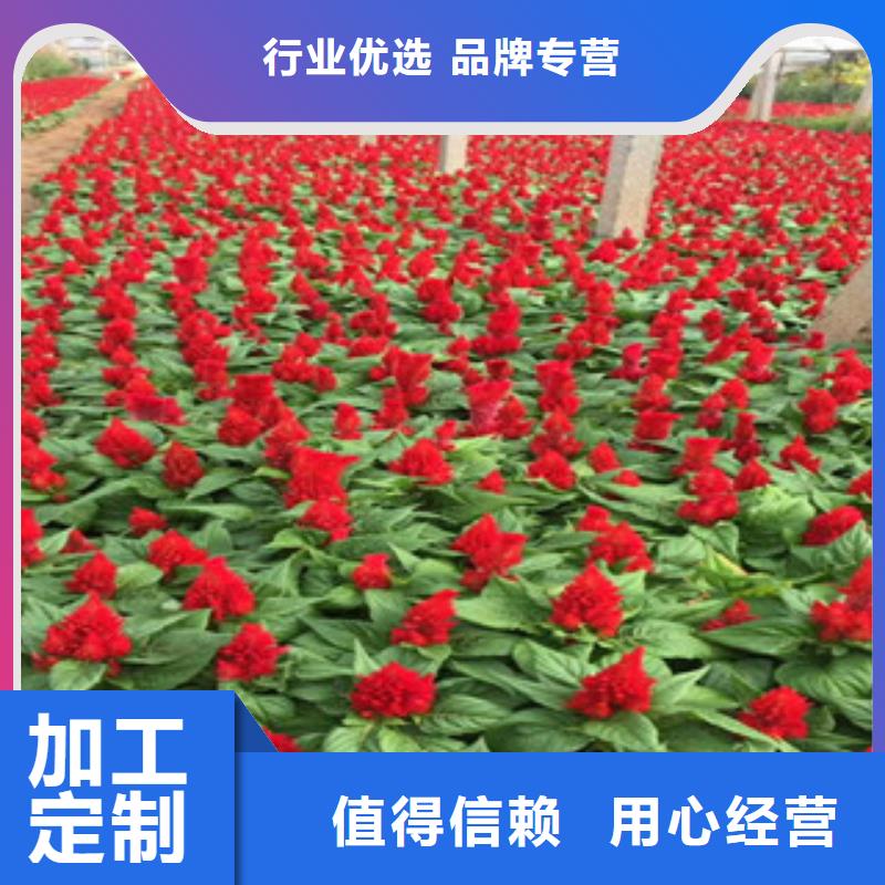 花海景觀宿根花卉基地廠家實力大