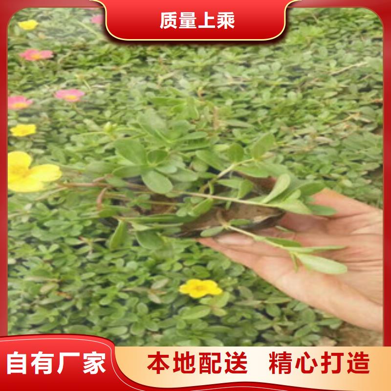 花海景觀宿根花卉基地廠家實力大