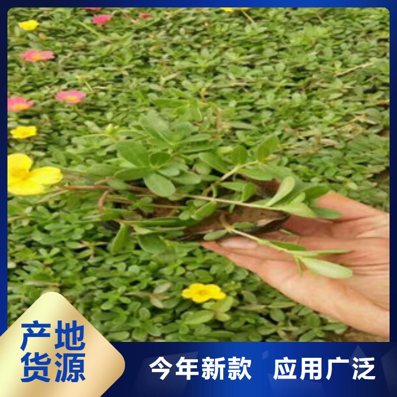 花海景觀_宿根花卉基地制造廠家